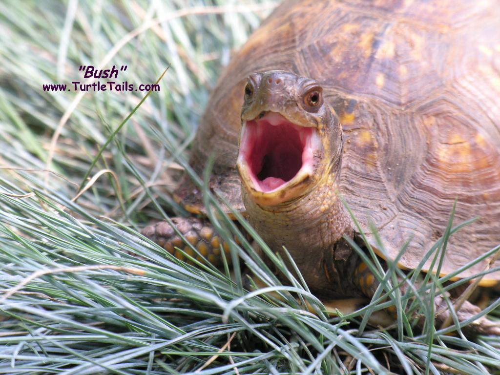 1024x768 TurtleTails.com: Computer Wallpaper Picture