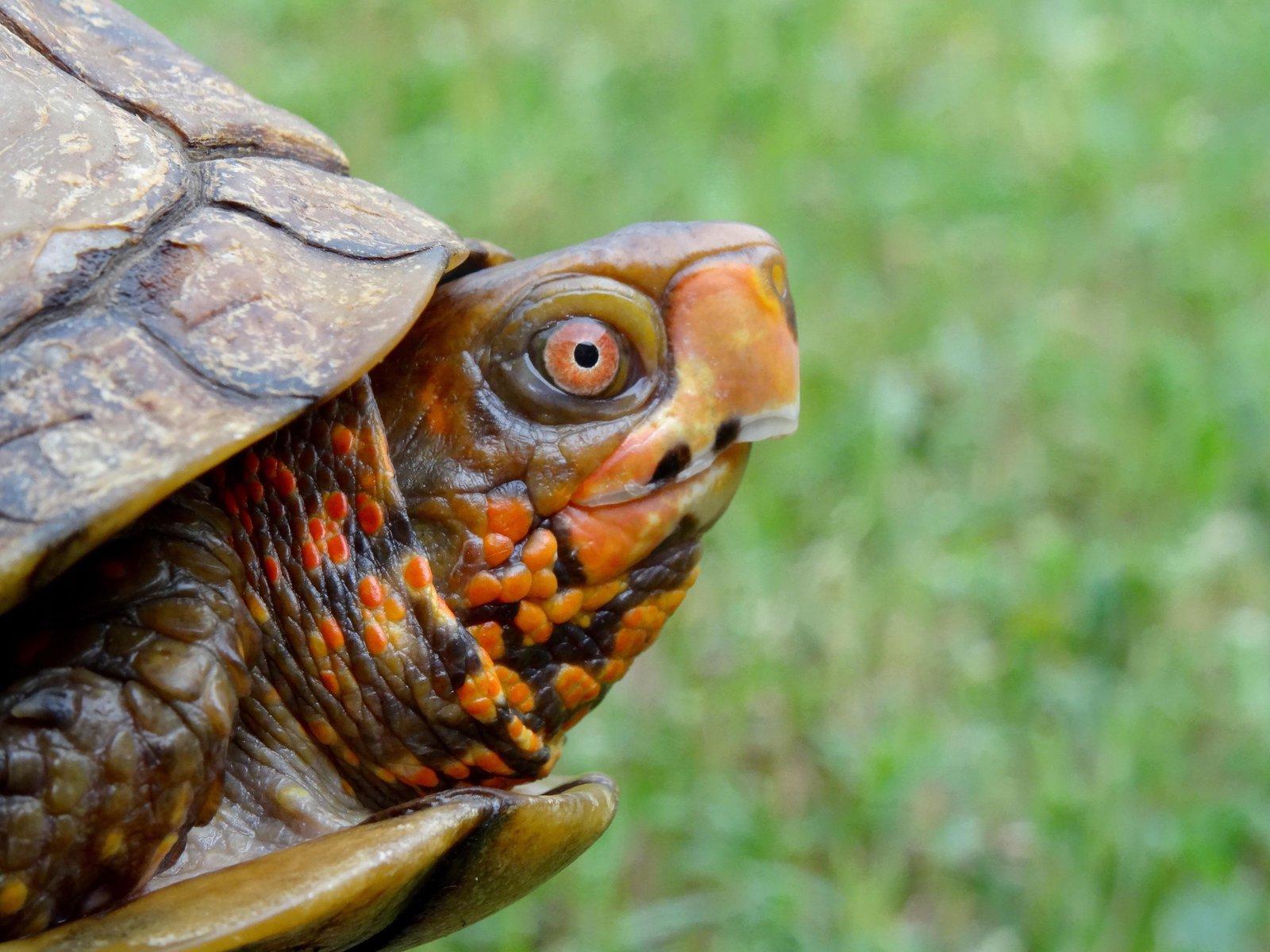 1600x1200 The Real Reason the Turtle Learned to Hide its Head Will Surprise You. Science. Smithsonian Magazine