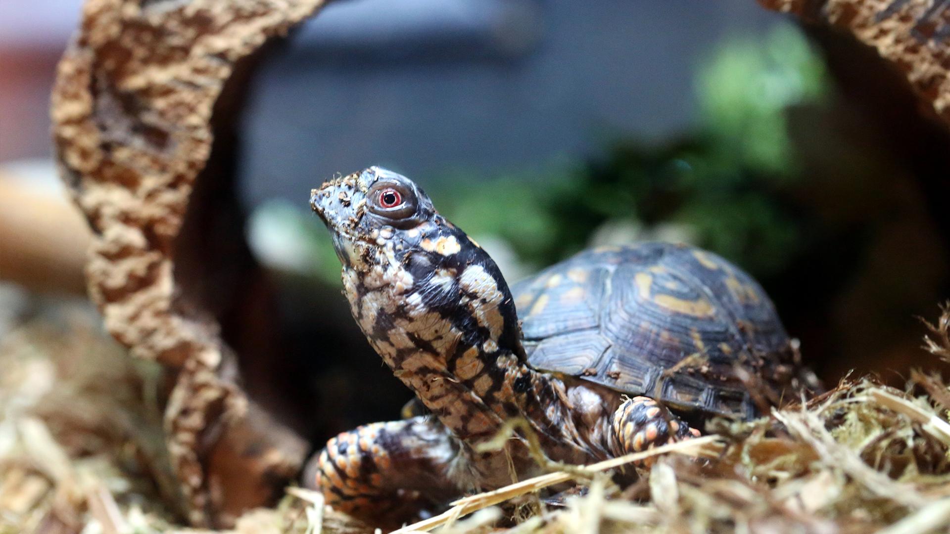 1920x1080 Eastern Box Turtle Park Zoo