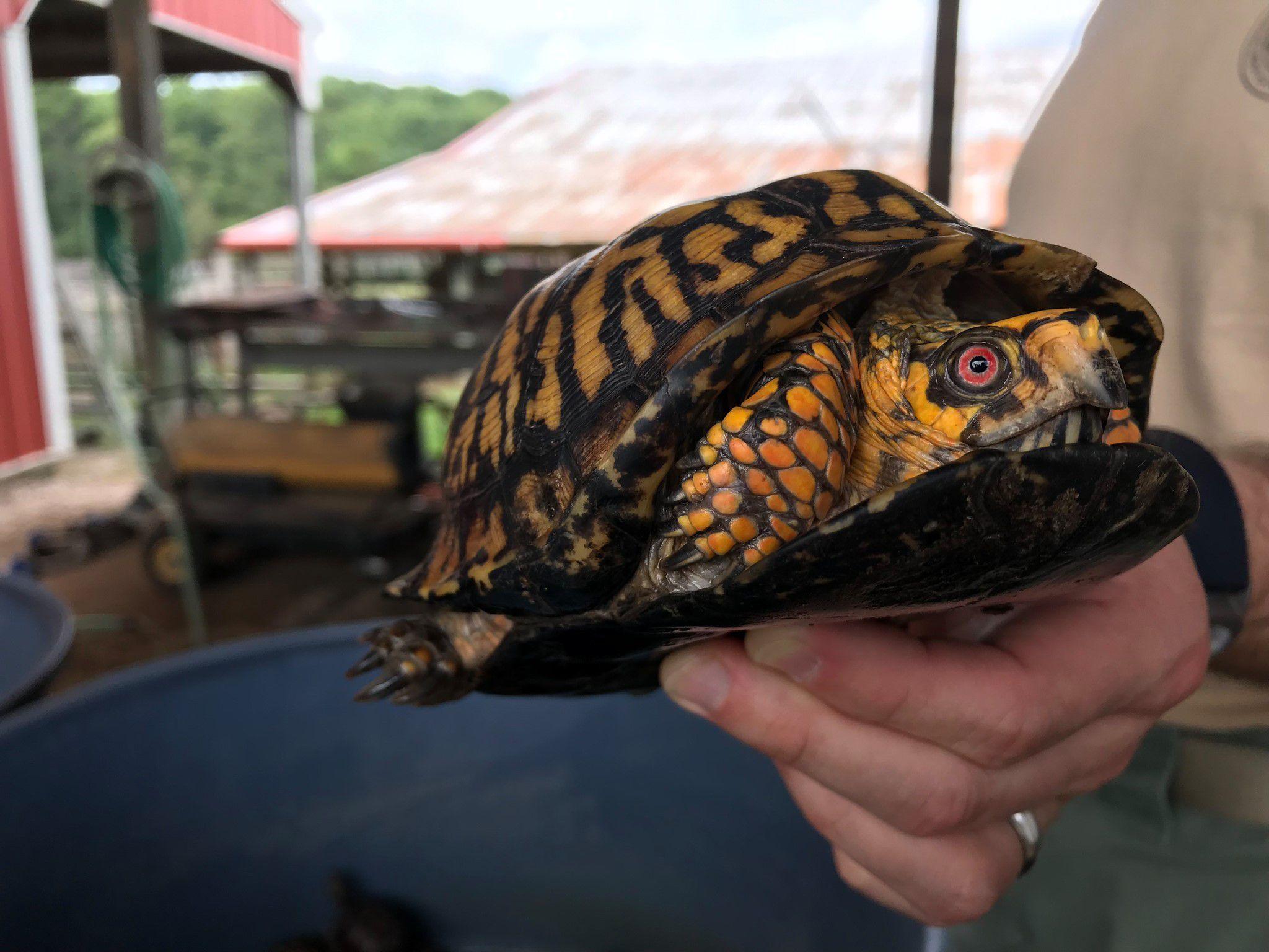 2048x1536 Proposed Virginia regulations would ban the keeping of box turtles as pets
