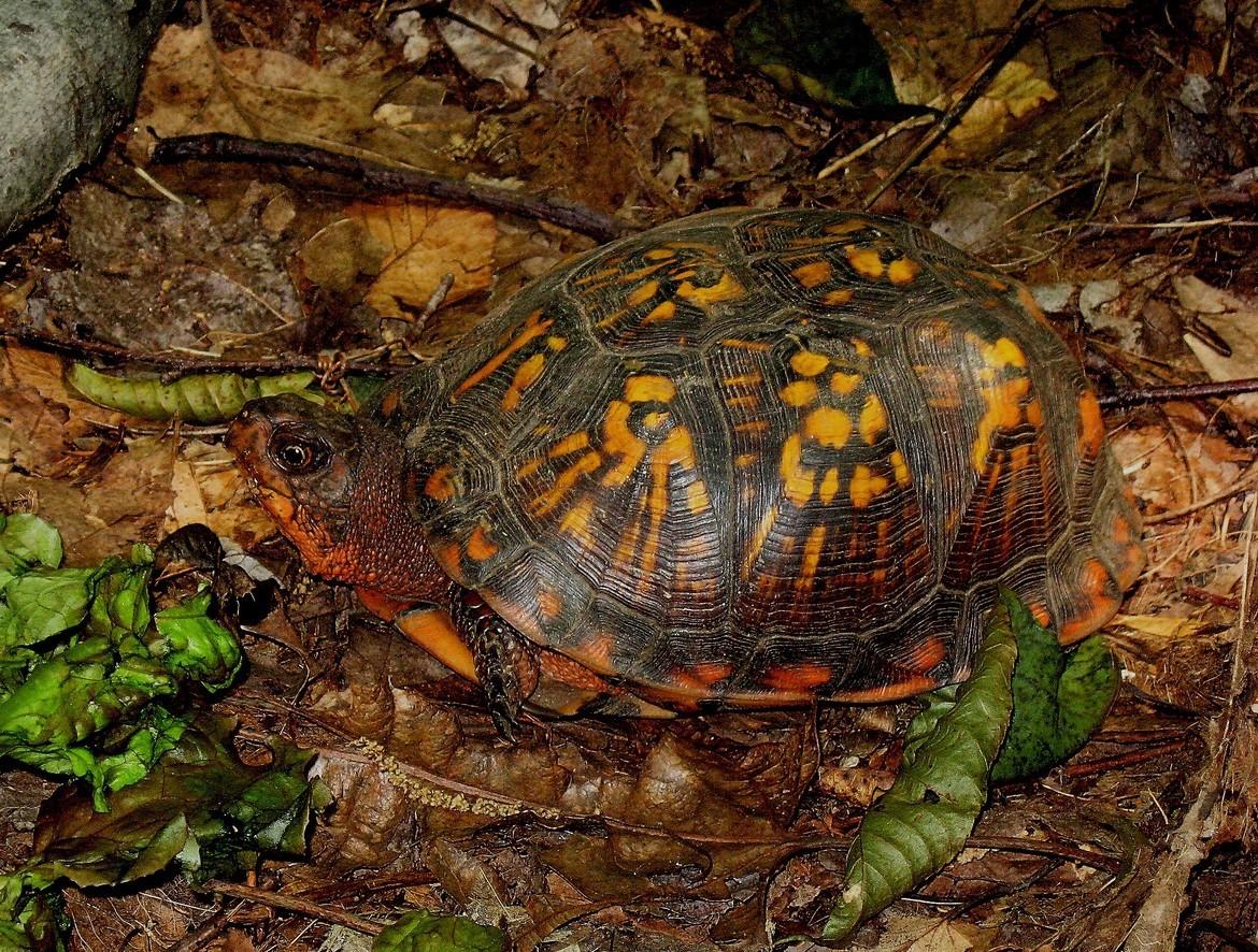 1170x886 Connecticut / Box turtle