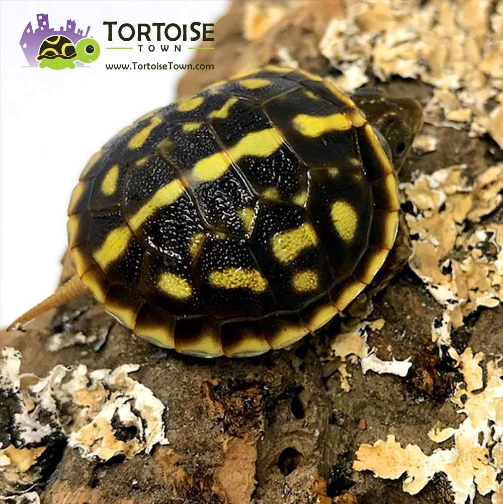 1000x1002 Box turtle picture. Box turtle photo. Image of baby box turtles Eastern
