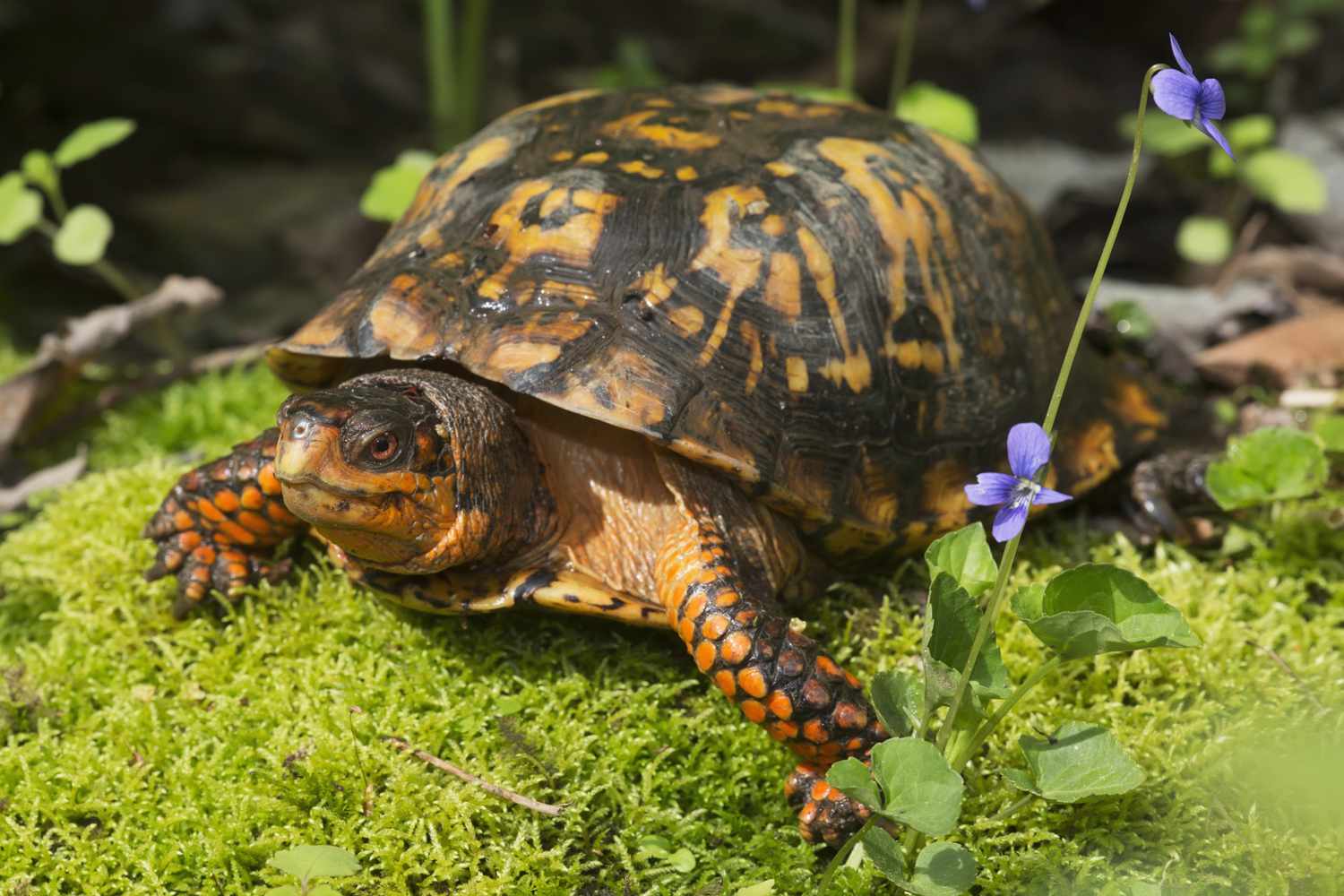 1500x1000 Building Outdoor Housing for Box Turtles