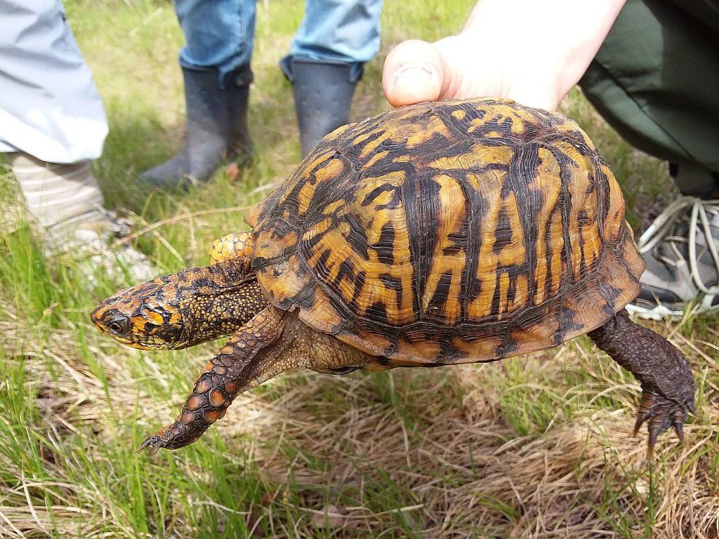 1024x768 Connecting the Dots and Reducing Stress for Sanctuary's Box Turtles. Field Notes from the Cape