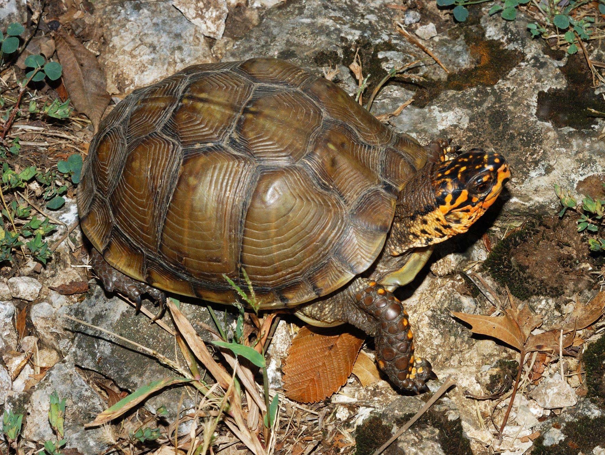 2048x1541 turtle HD widescreen wallpaper. Box turtle, Turtle, Turtle image