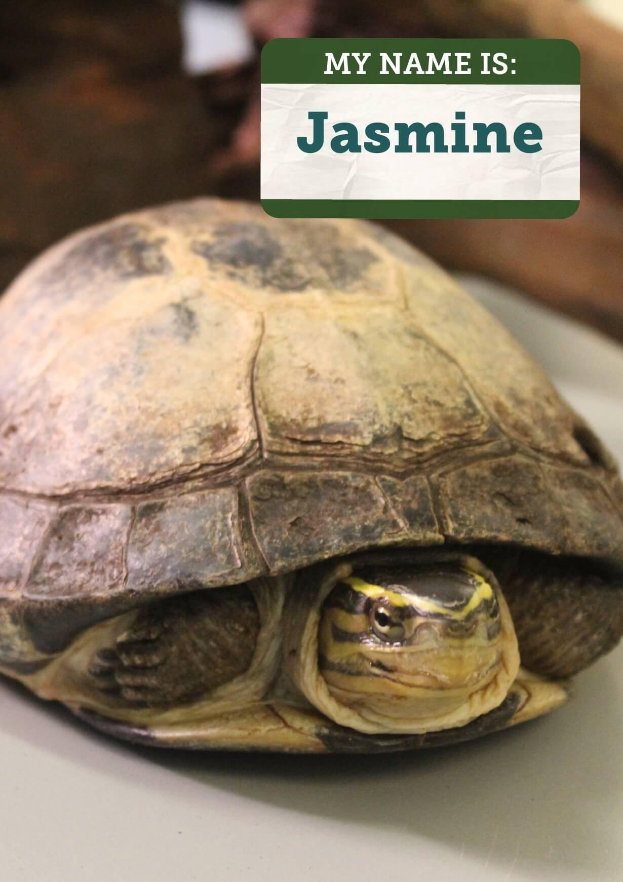1230x1741 Malayan Box Turtle
