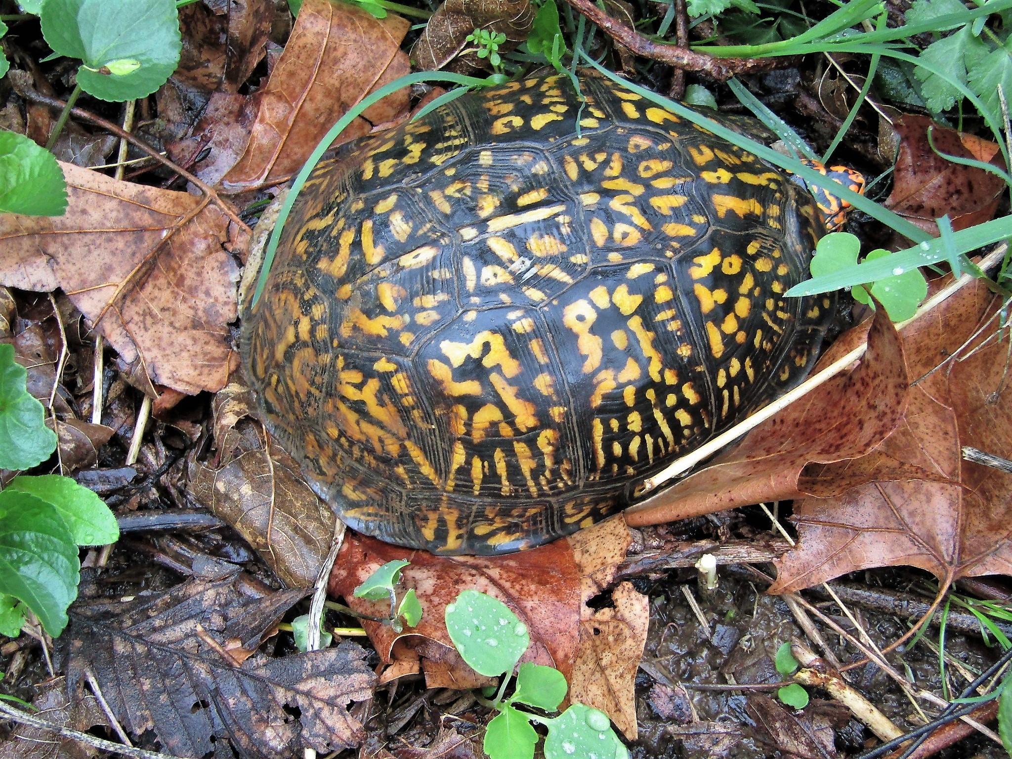 2048x1536 19 The Year In Turtles