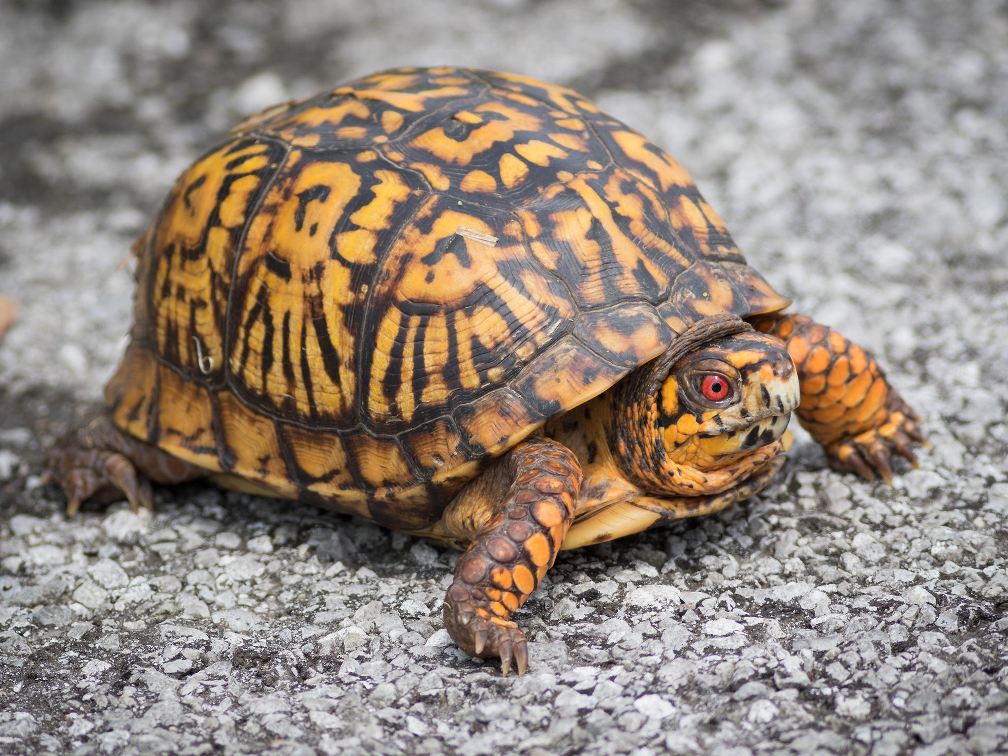 2048x1536 Box Turtles (Genus Terrapene) · iNaturalist