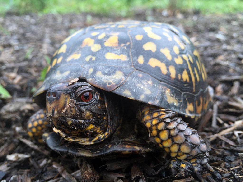 1024x768 Box Turtle Community Project. Eastern Illinois University