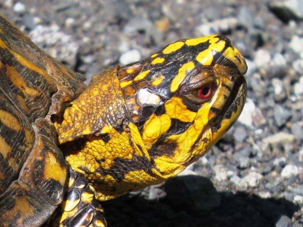 1024x768 Box turtle picture. Box turtle photo. Image of baby box turtles Eastern