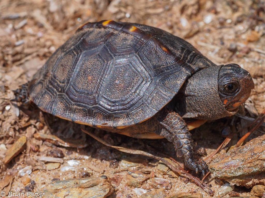 1024x768 Baby Three Toed Box Turtle Georgia. OLYMPUS DIGITAL CAMERA