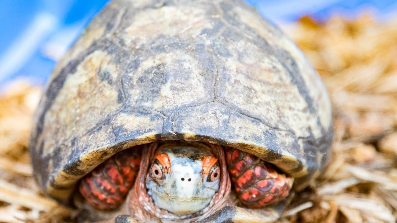 1280x720 Wildlife officials in Memphis seize 42 Mexican box turtles