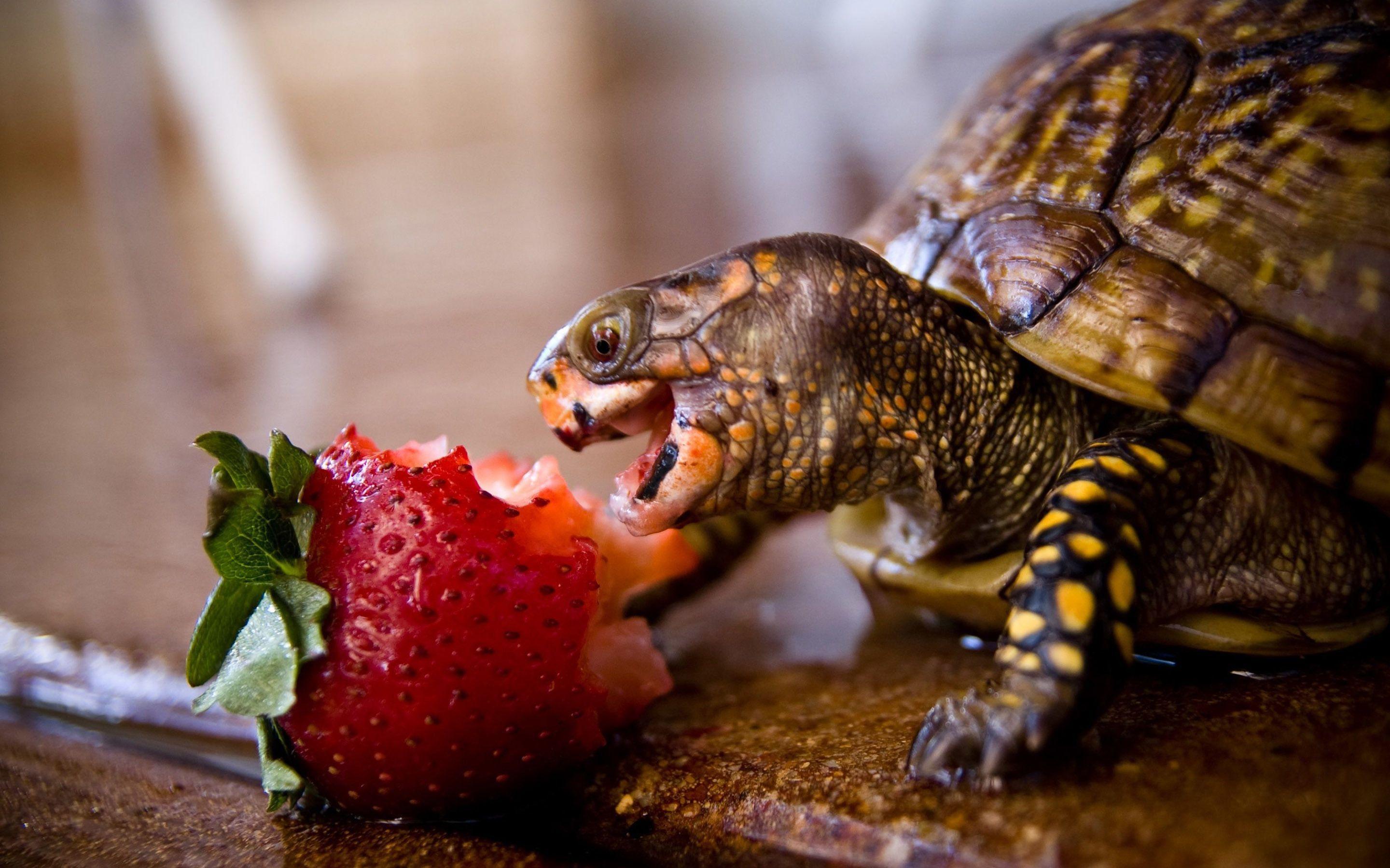2880x1800 Turtles Eating Wallpaper