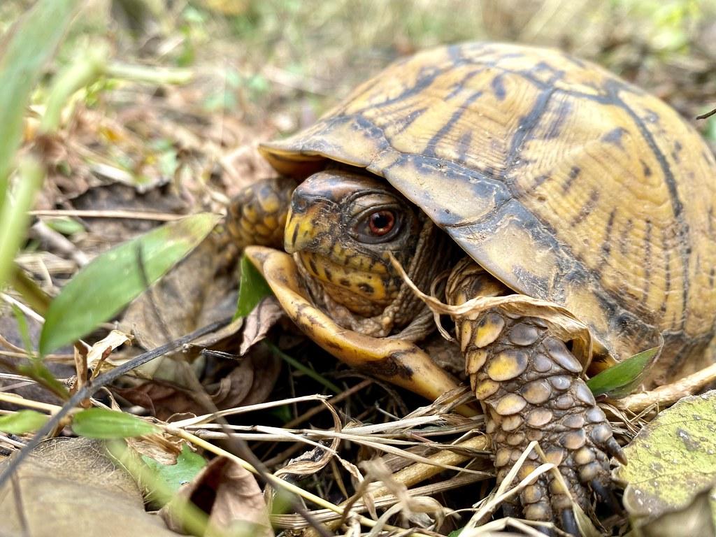 1024x768 Box Turtle. Older Female Box turtle Photo by ABL. Virginia State Parks