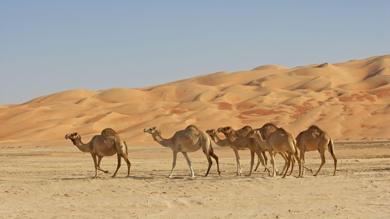 Desert Saudi Arabia Wallpapers - Top Free Desert Saudi Arabia ...