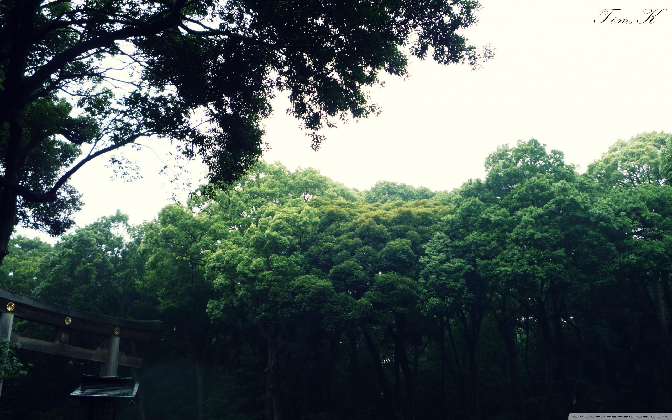 2560x1600 Meiji Shrine Ultra HD Desktop Background Wallpaper for 4K UHD TV : Widescreen & UltraWide Desktop & Laptop : Tablet