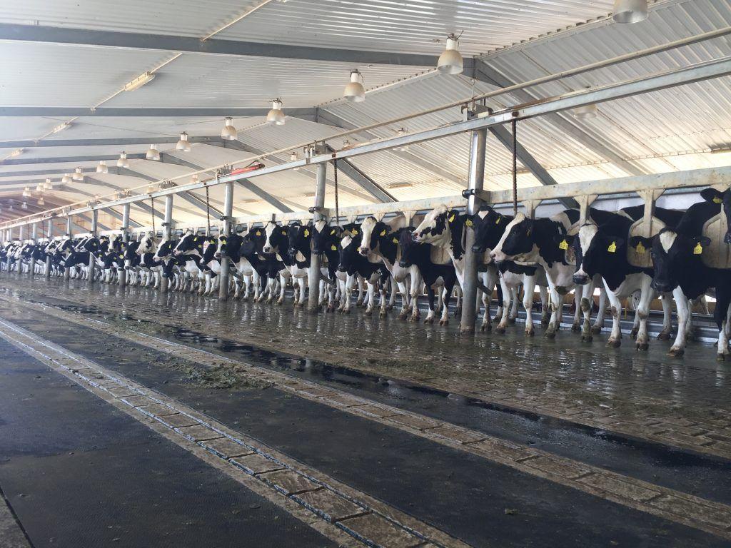 1024x768 Pics: Milking 500 cows in the Saudi Arabian desert