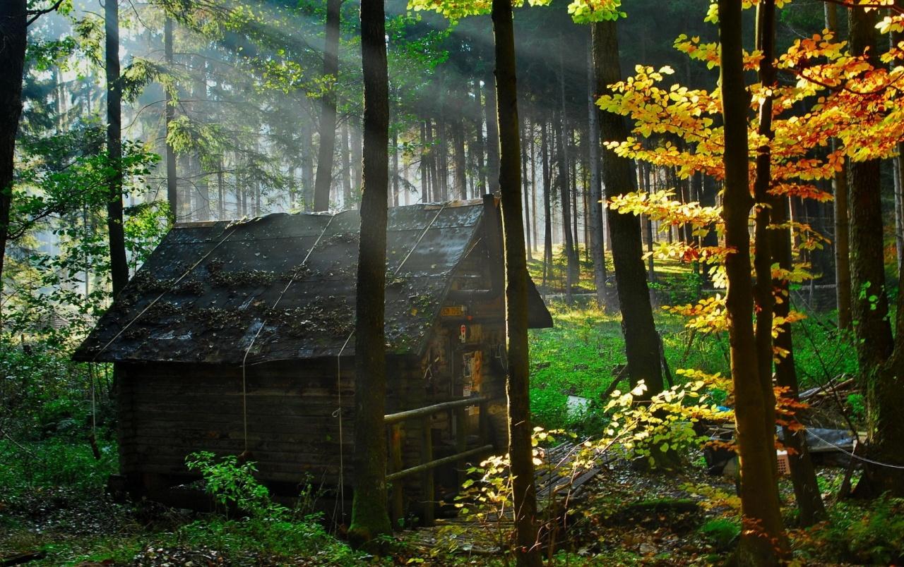 1280x804 Forest House wallpaper. Forest House