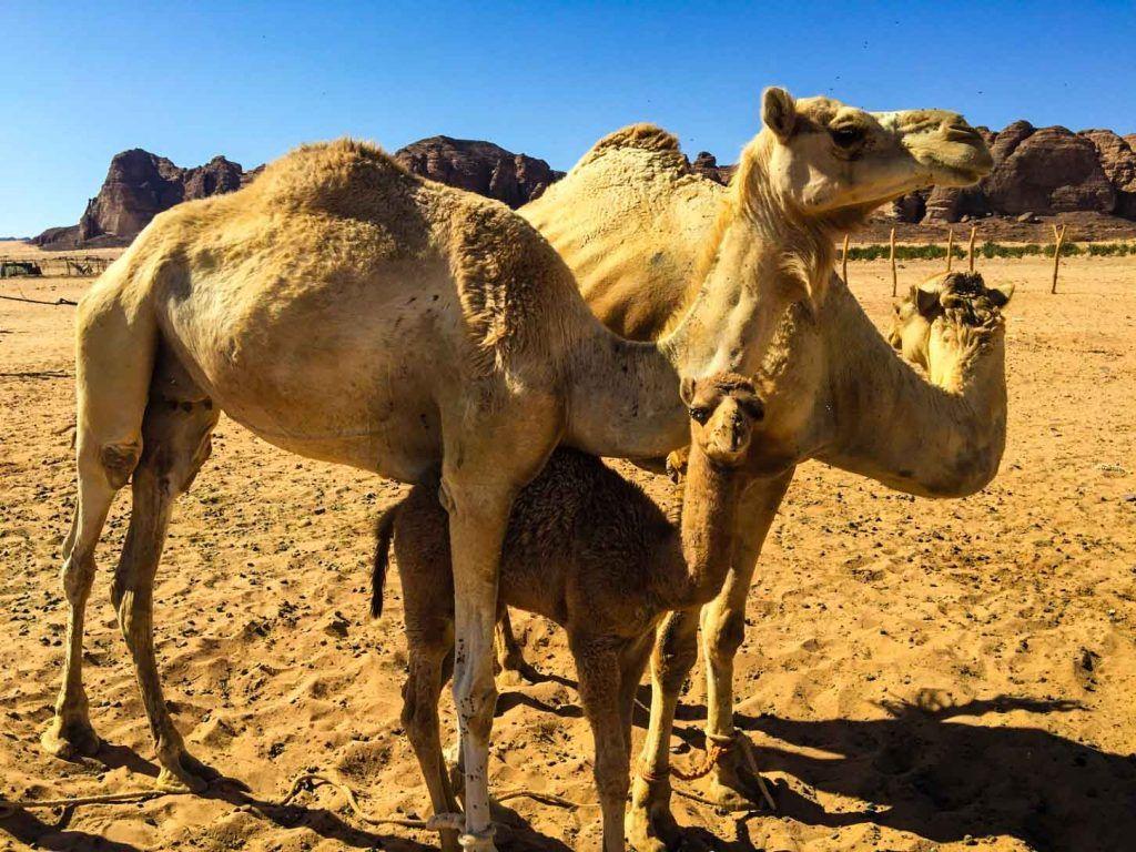 1024x768 Madain Saleh: An Archeological Marvel in the Saudi Arabian Desert