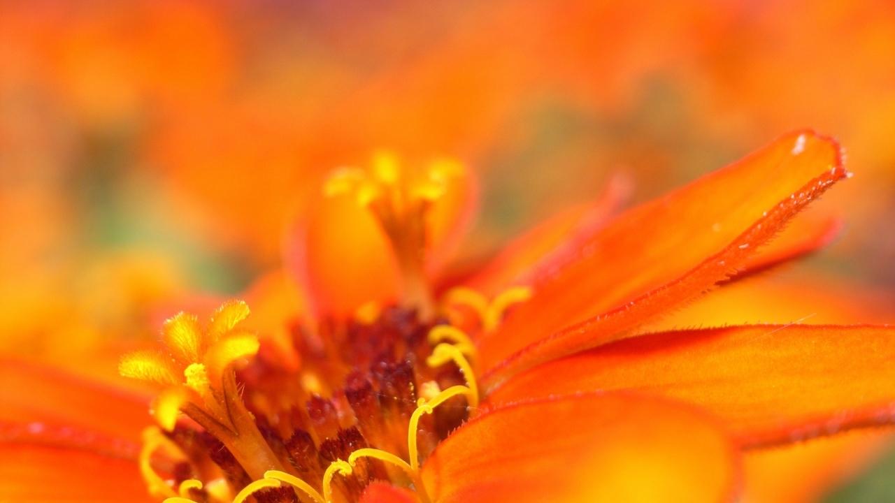 1280x720 Mobile wallpaper: Plants, Flowers, Background, 29319 download the picture for free