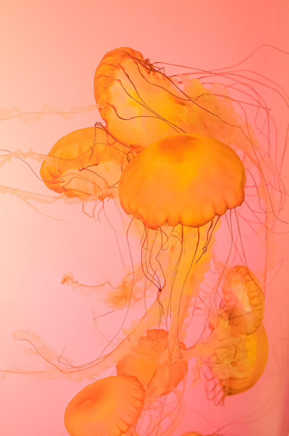 1000x1506 Saffron best free saffron, orange, wallpaper and background photo