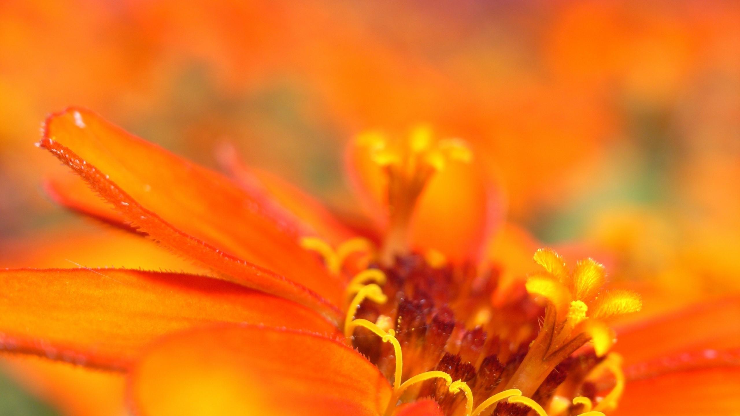 2560x1440 Full HD flowers orange flowers macro wallpaper