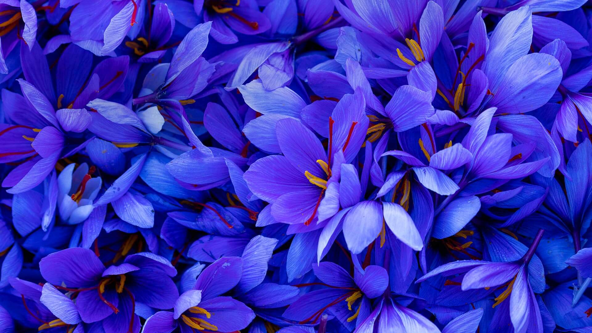 1920x1080 Saffron Wallpaper