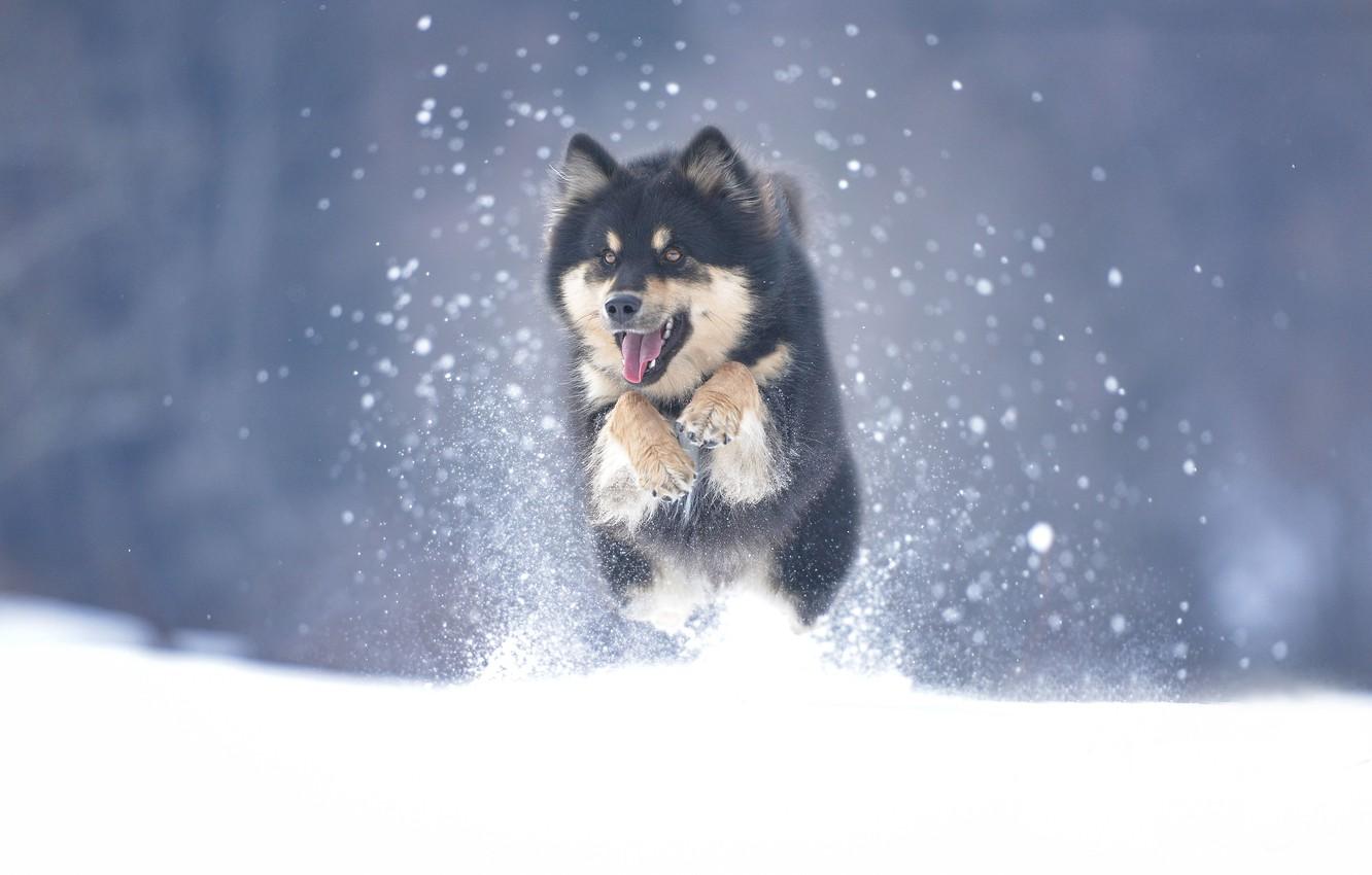 1332x850 Wallpaper winter, snow, dog, Malamute image for desktop, section собаки