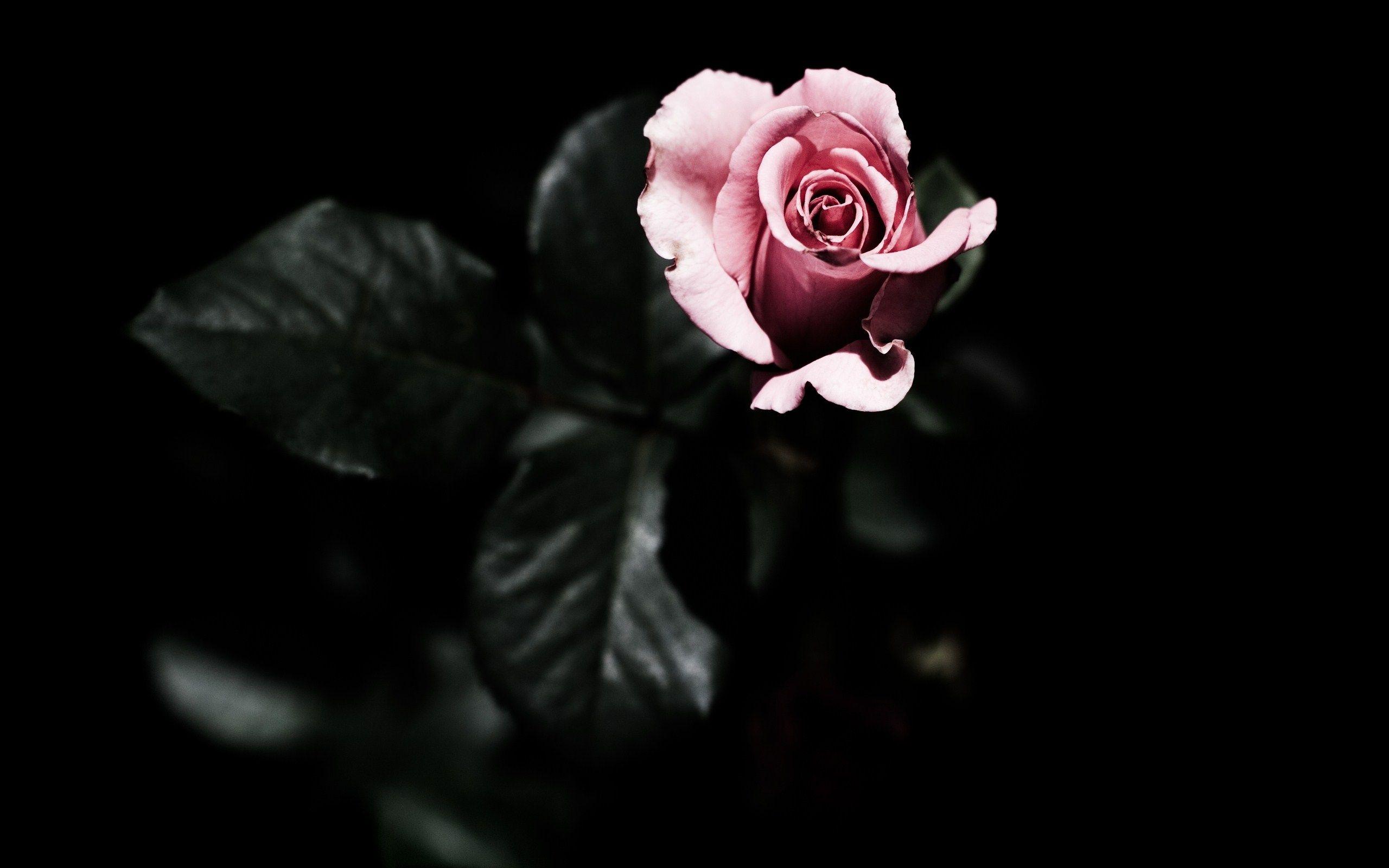 Featured image of post Dark Floral Laptop Background Keep it real with some dark backgrounds from unsplash