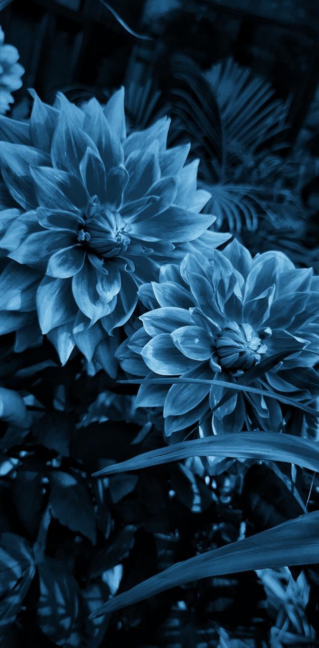 Dark Blue Flower Wallpapers - Top Free Dark Blue Flower Backgrounds