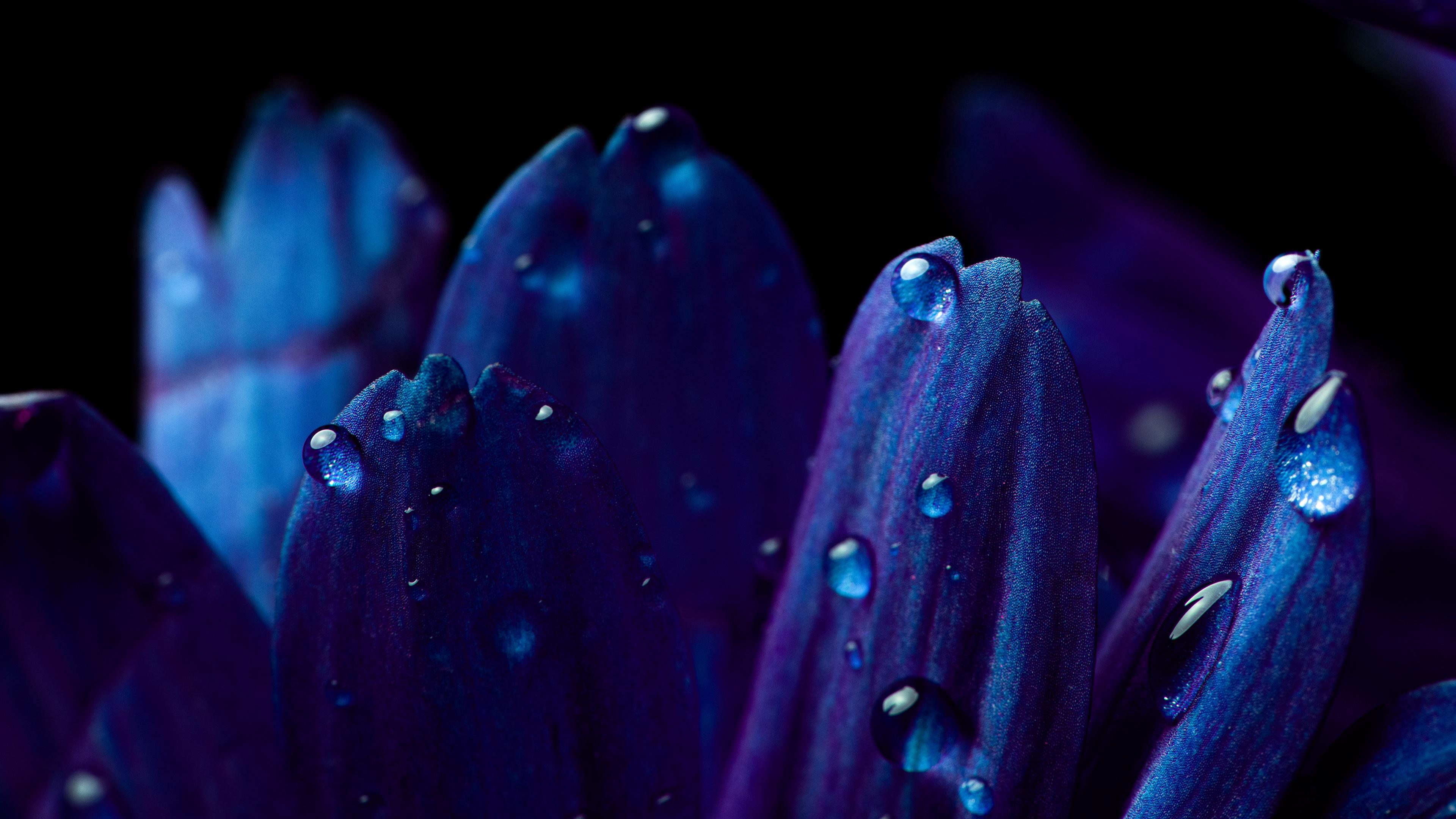 3840x2160 Blue flower Wallpaper 4K, Petals, Macro, Vivid, Flowers