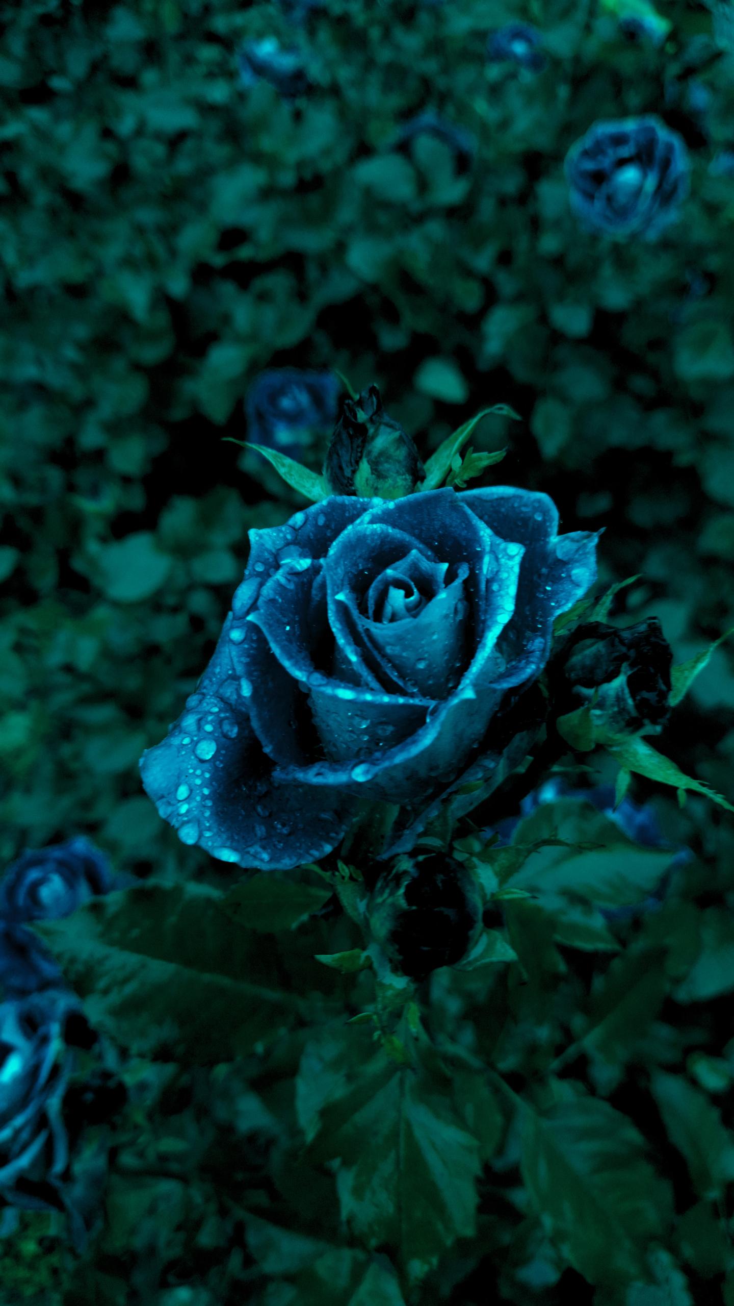 Dark Blue Flower Wallpapers Top Free Dark Blue Flower Backgrounds WallpaperAccess