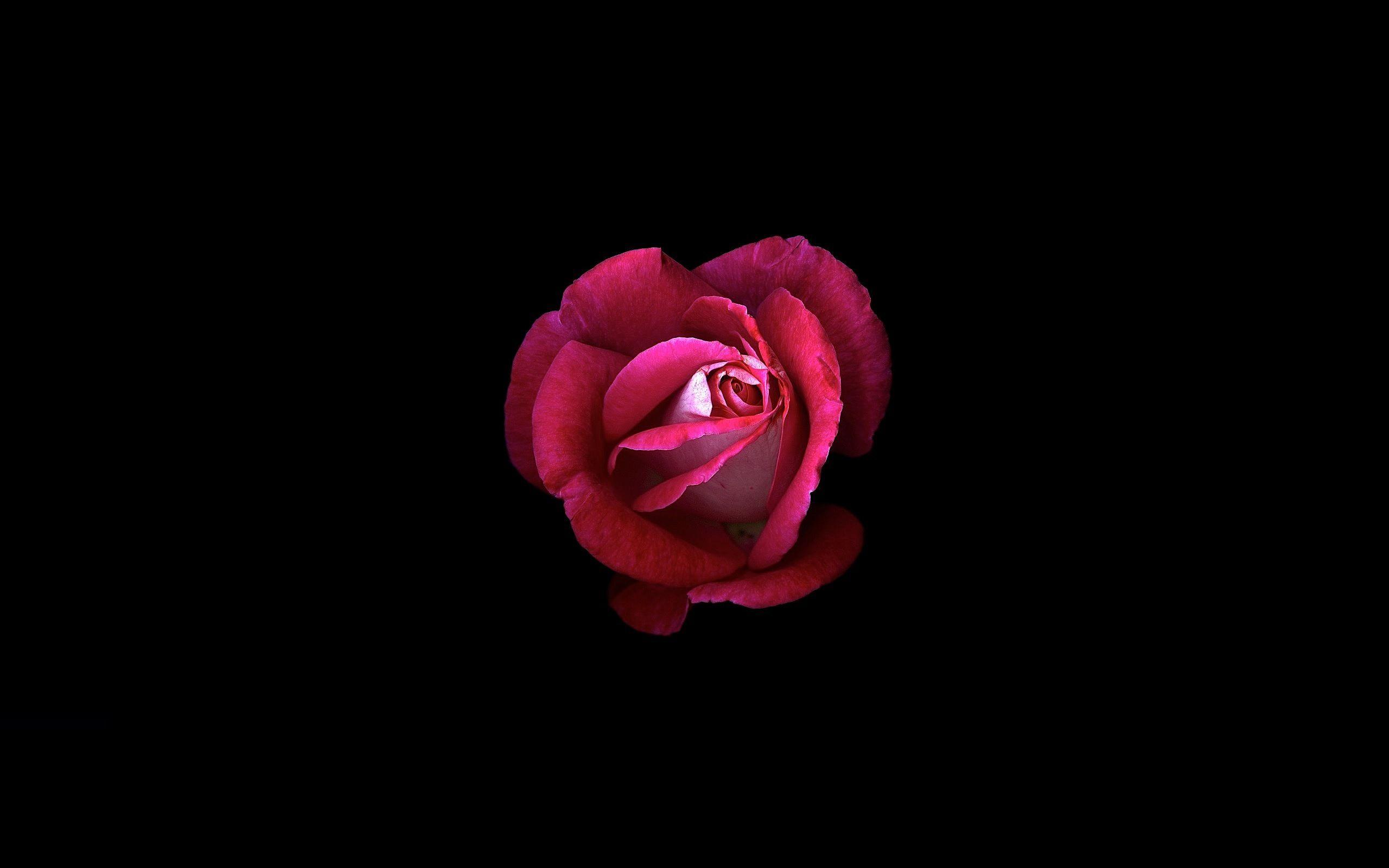 2560x1600 Wallpaper Pink rose, Dark background, HD, Flowers