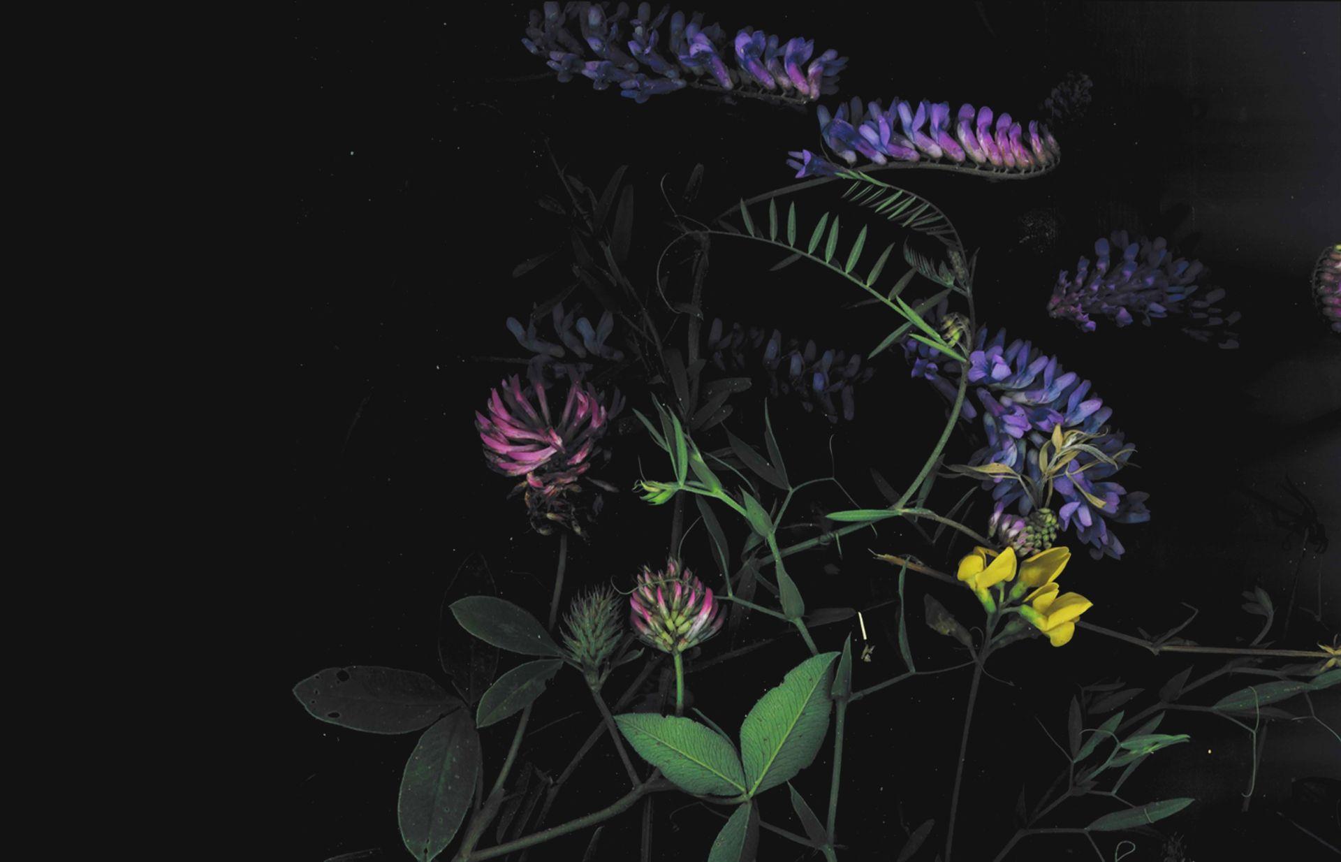 Dark Flowers Terracotta Botanical Wallpaper Mural - Vintage Flowers on –  House of Fetch