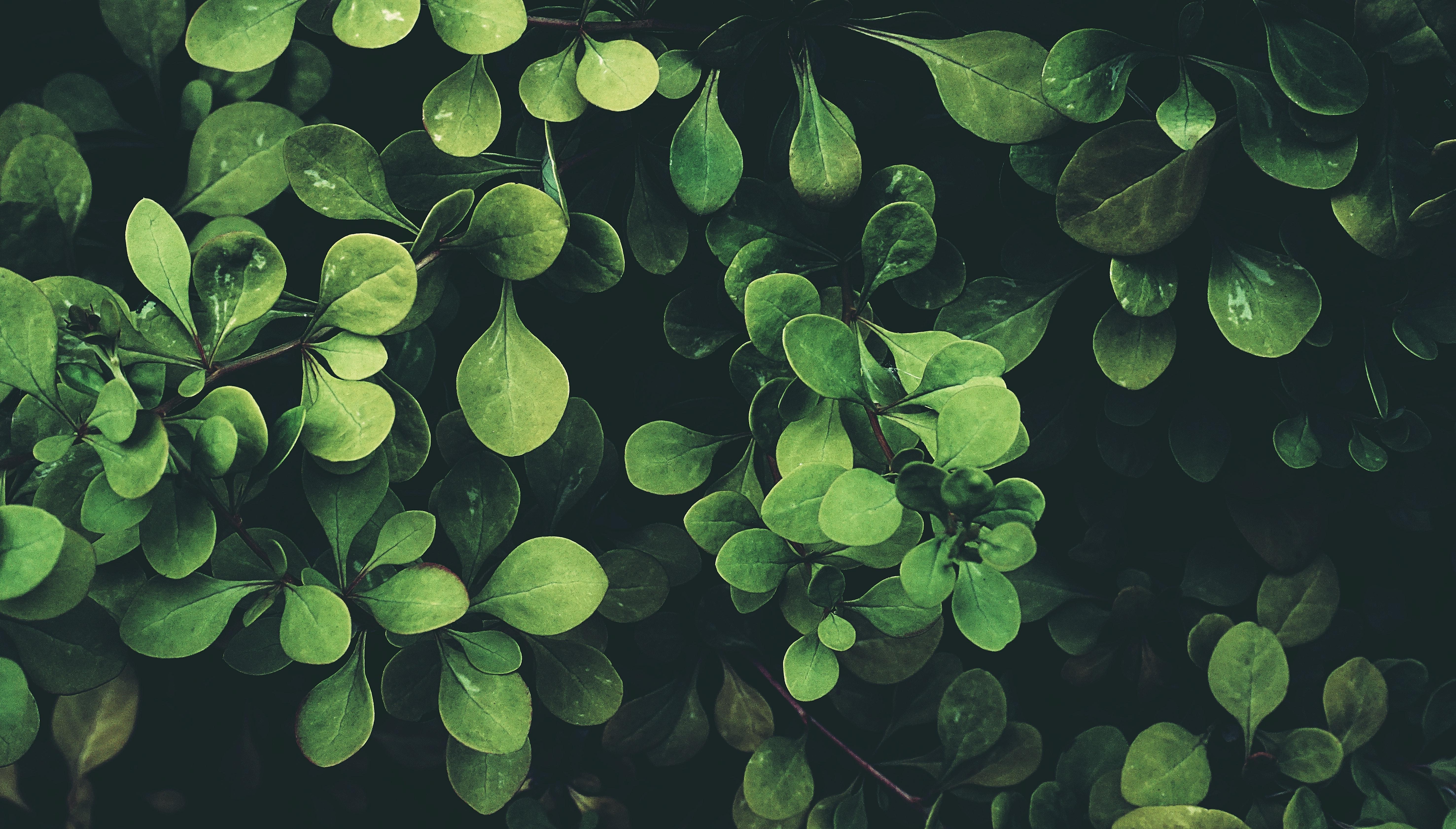 5907x3363 Green Leaves Photo, Download Free Green Leaves & HD Image
