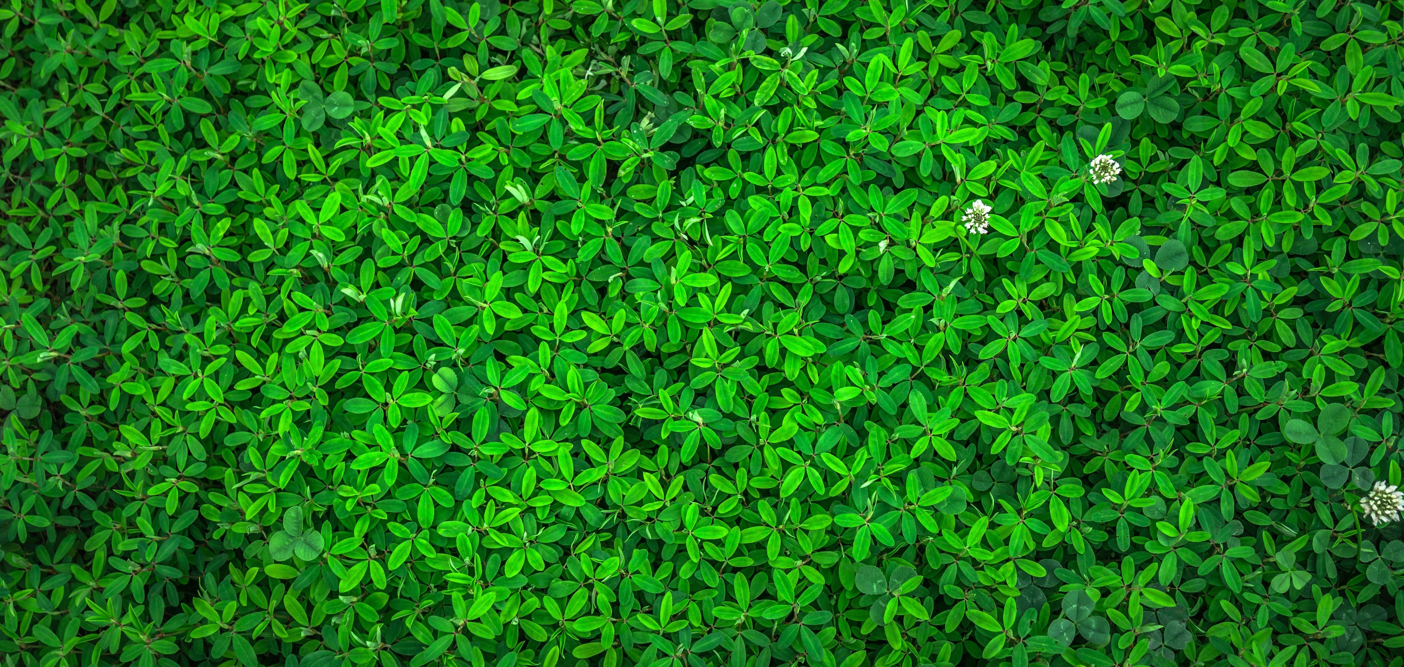 4912x2333 Green Leaves Photo, Download Free Green Leaves & HD Image