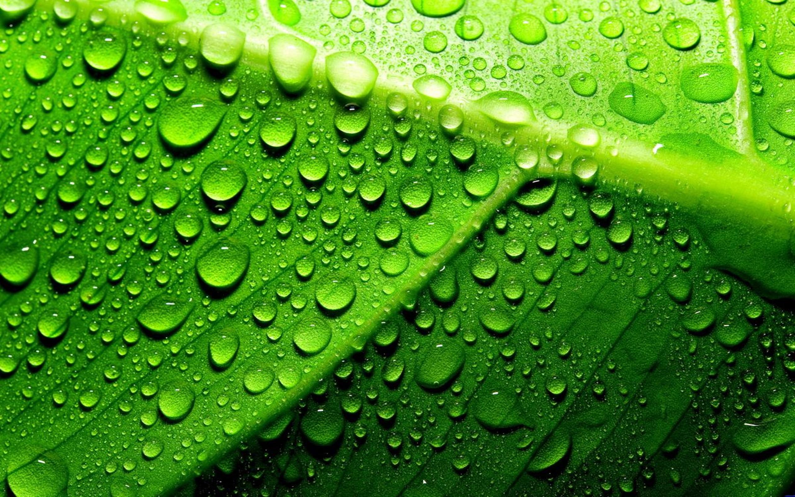 Сочный зеленый цвет. Красивый зеленый. Сочно зеленый цвет. Салатовый лист. Капли на листьях.