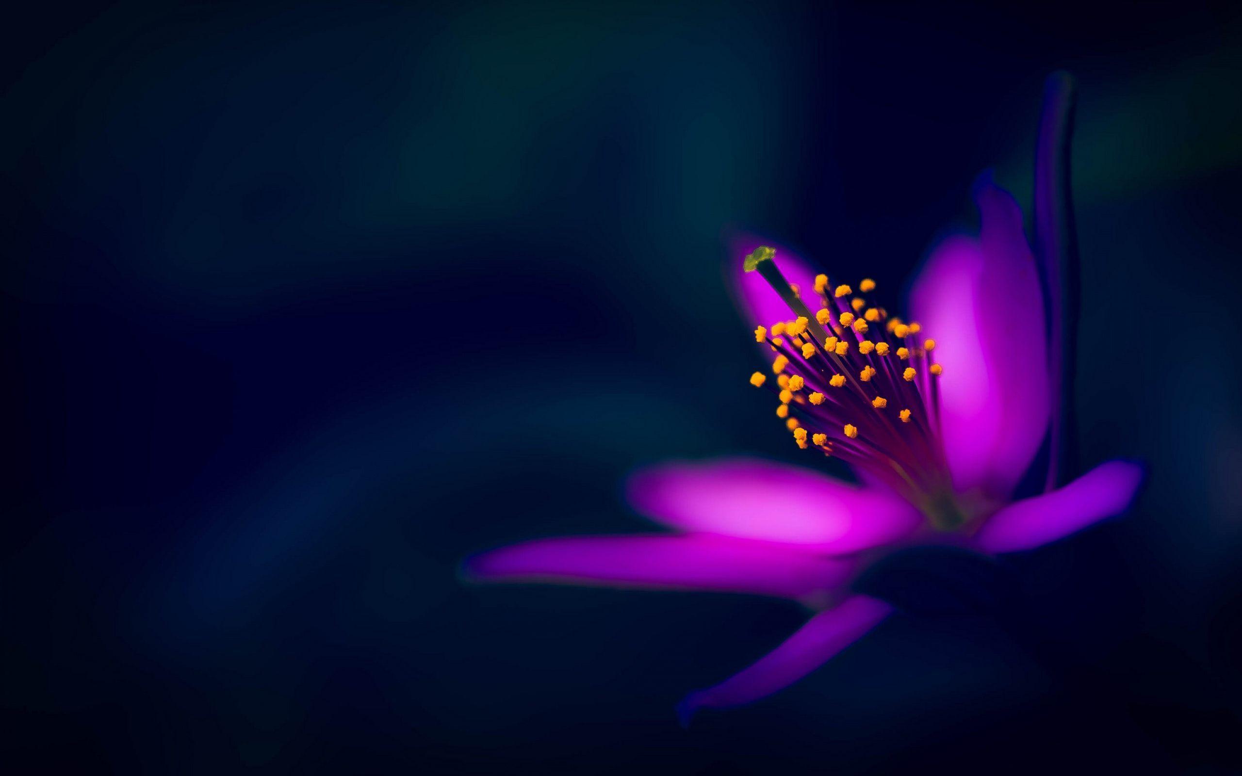 Dark Flowers Desktop Wallpapers Top Free Dark Flowers Desktop