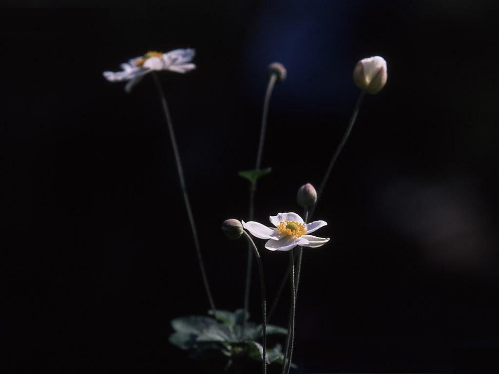 1024x768 Flowers: Elegant Flowers Beautiful Black White Dark Wallpaper