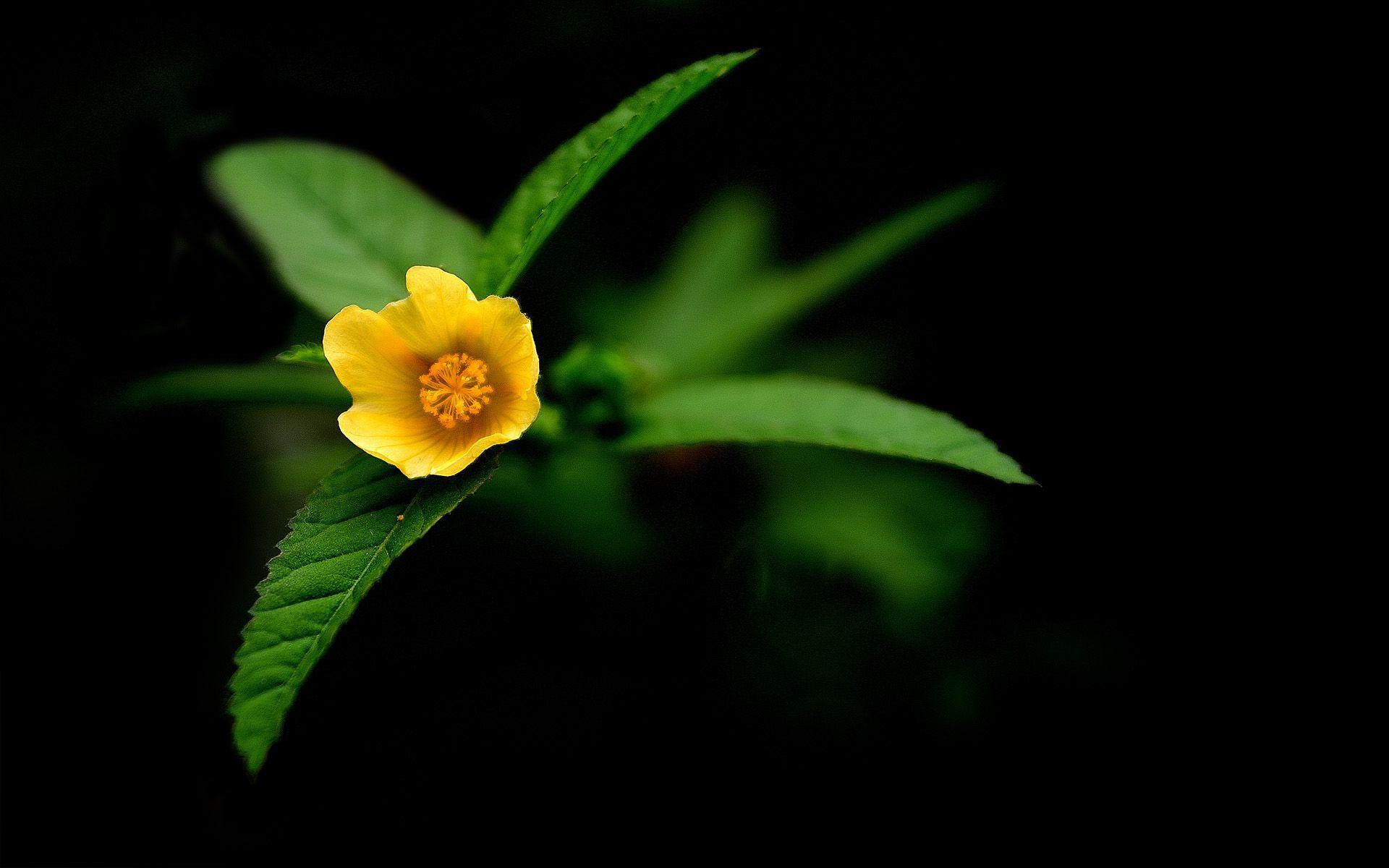 1920x1200 FLOWERS Wallpaper. MIRIADNA. Abstract. Yellow flowers