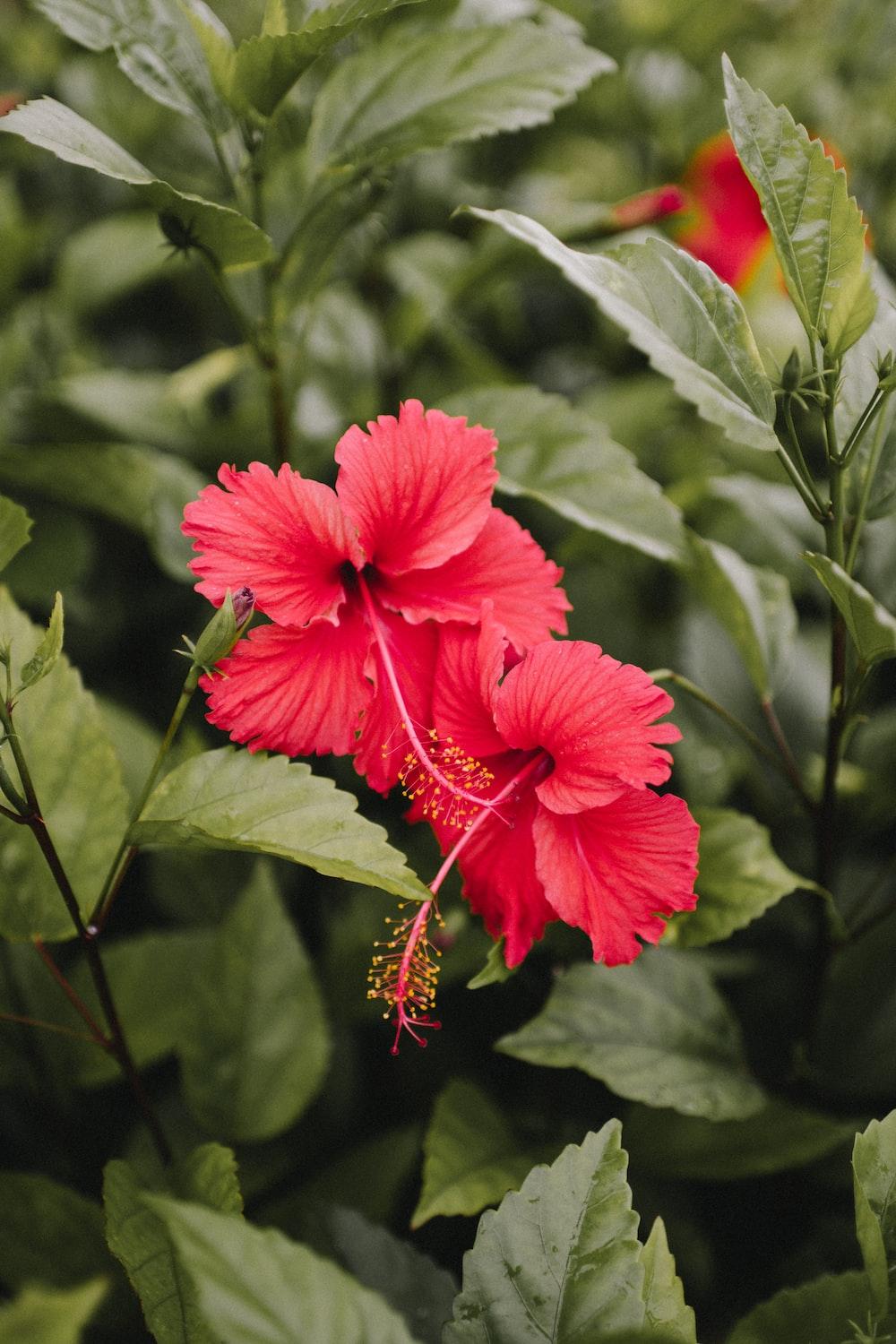 1000x1500 Hibiscus Picture [HD]. Download Free Image