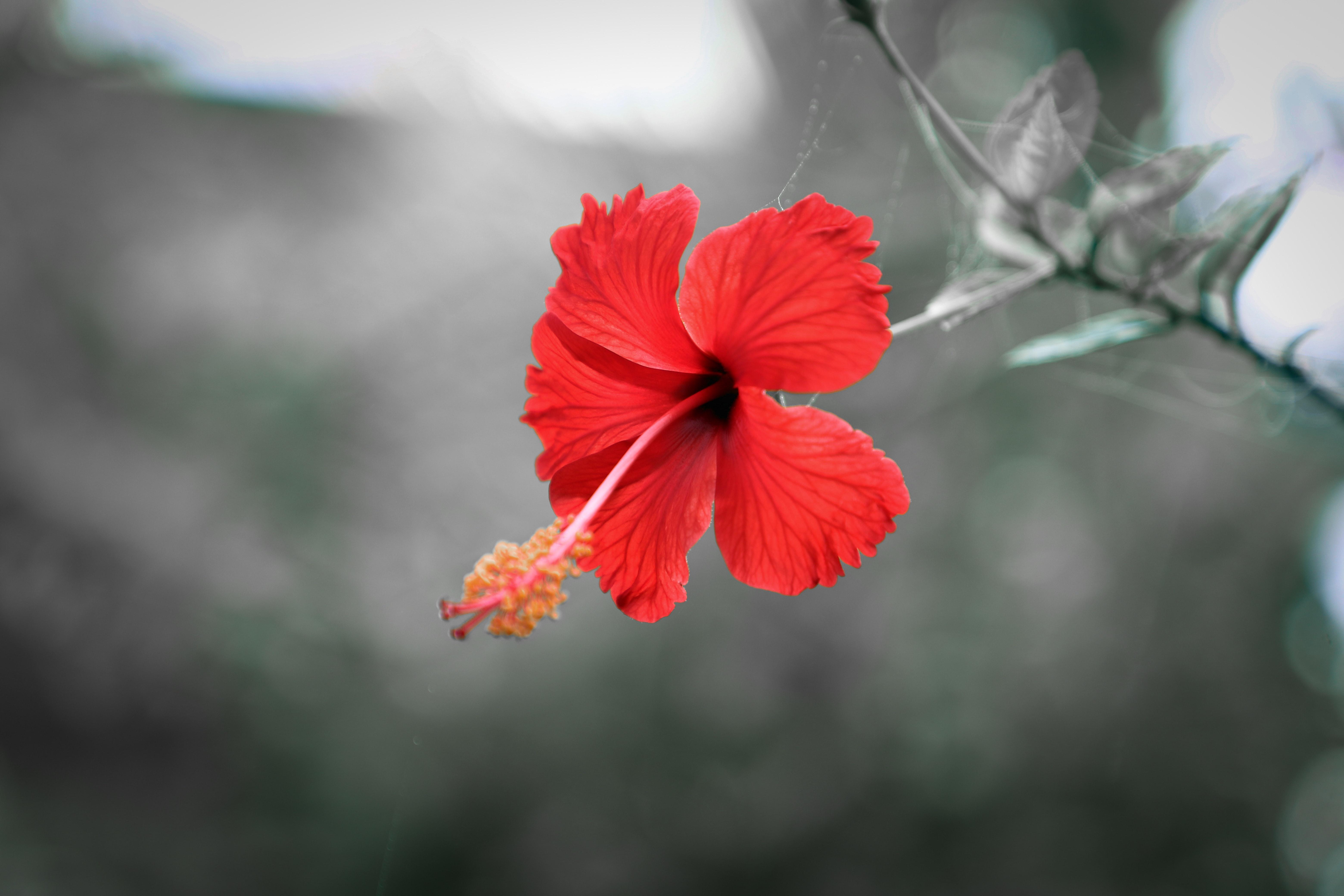 6240x4160 Hibiscus Photo, Download Free Hibiscus & HD Image