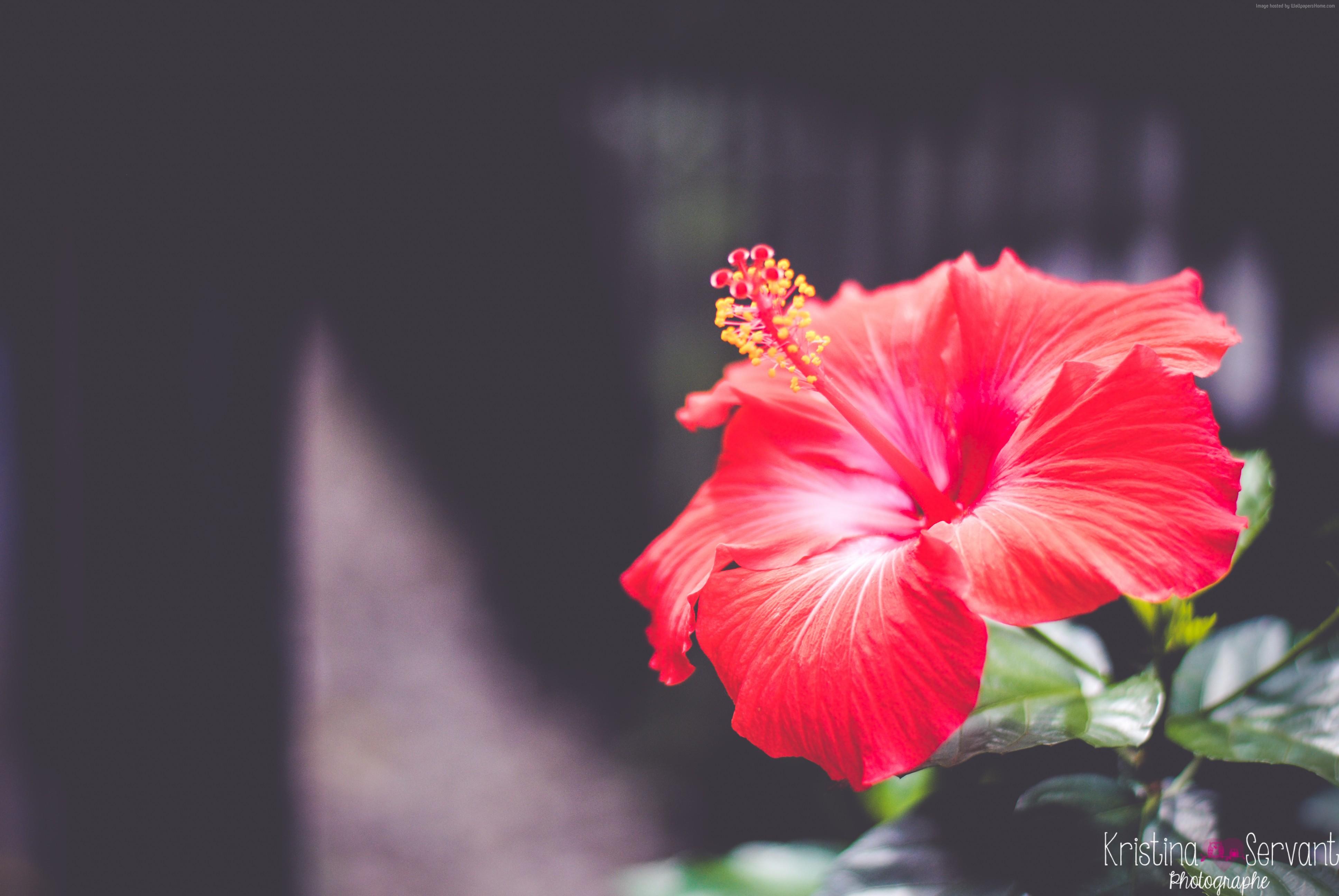 3872x2592 red, Flowers, Hibiscus, 4k, 5k Gallery HD Wallpaper