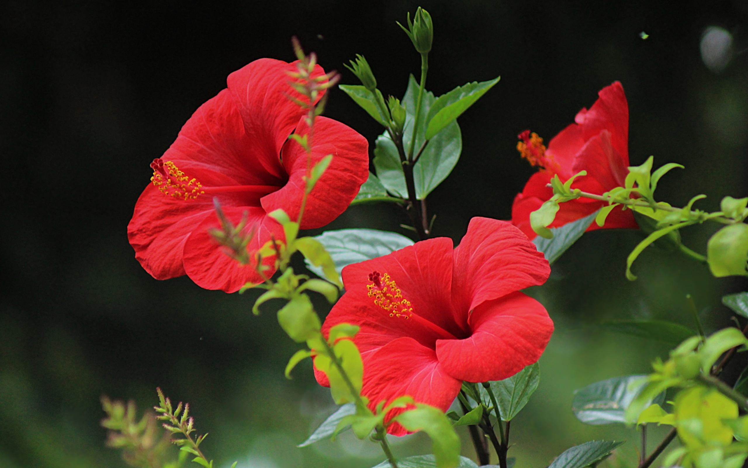 2560x1600 Beautiful red hibiscus flowers with green leaves Desktop wallpaper 2560x1600