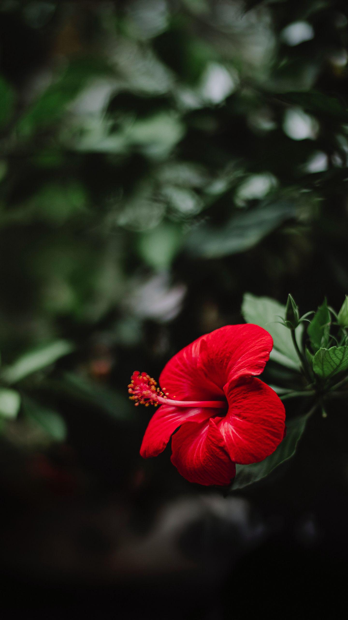 1440x2560 Download wallpaper 1440x2560 hibiscus, flower, red, macro qhd samsung galaxy s s edge, note, lg g4 HD background