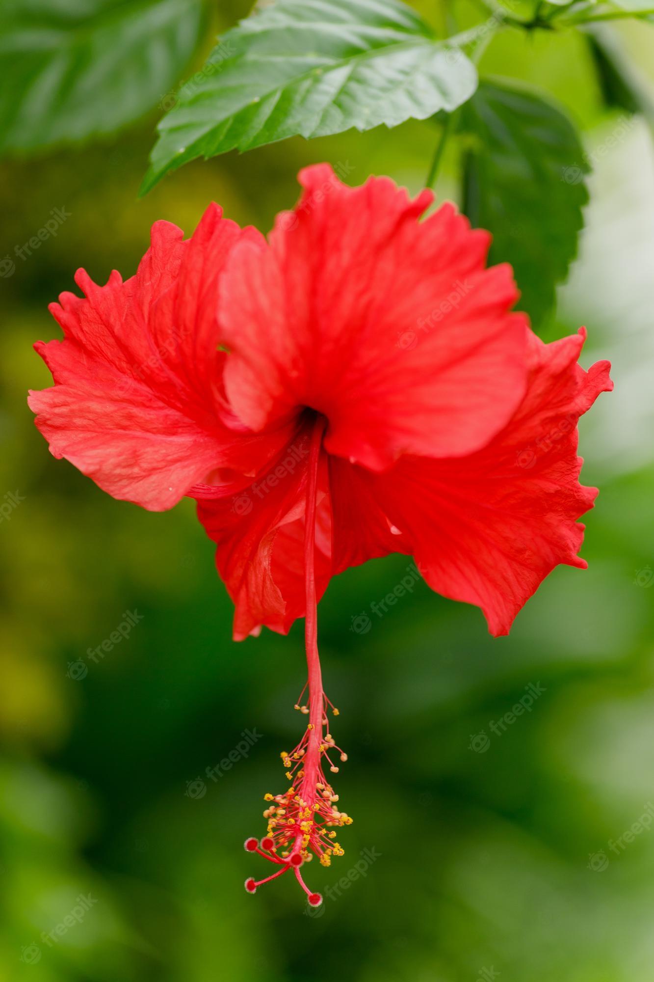 1333x2000 Premium Photo. Closeup of beautiful red hibiscus flower. shallow depth of field