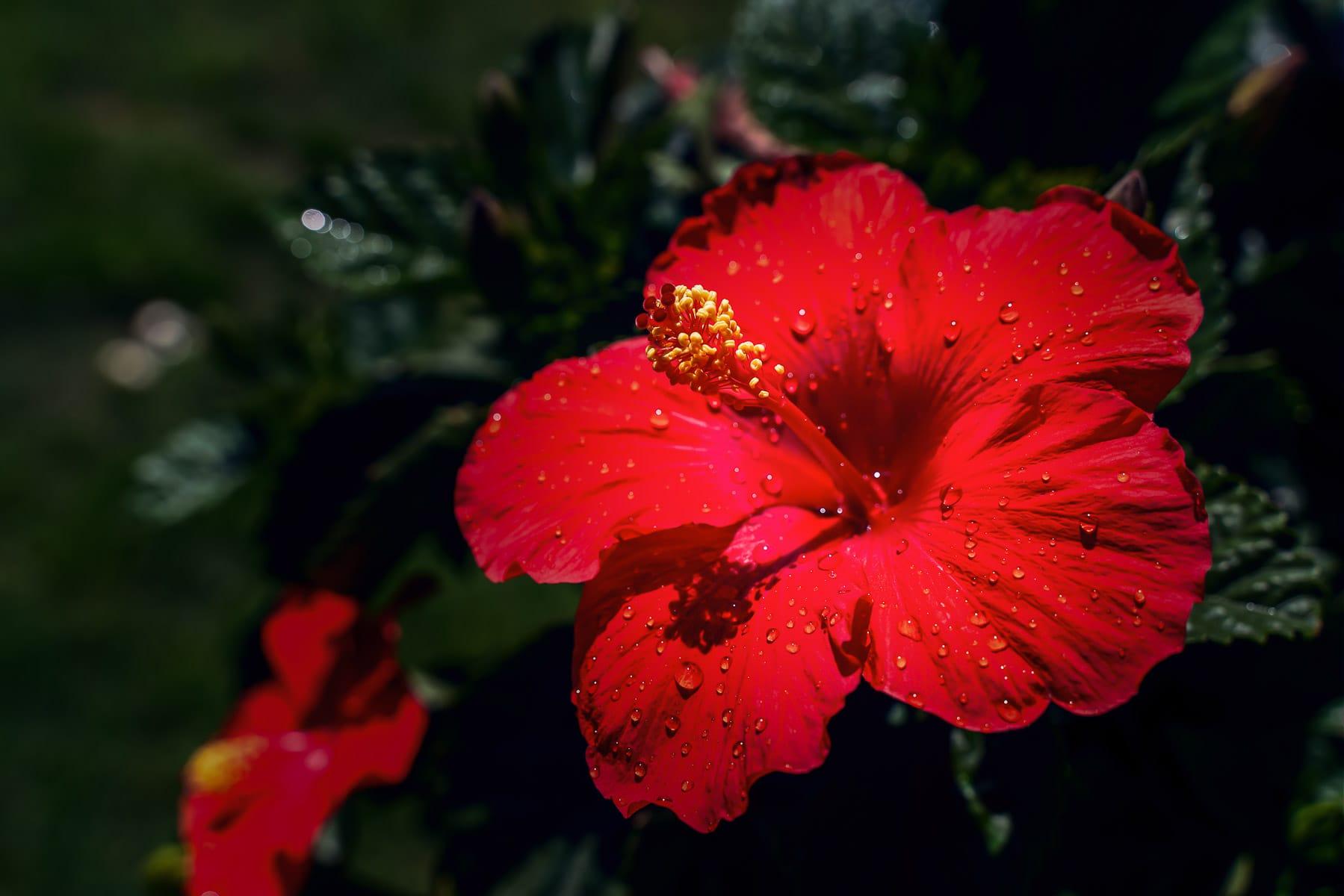 1799x1200 Red, Red Flower. A Red Hibiscus Flower Spotted In A McKinney, Texas, Garden. Dallas Fort WorthCentralPhotography