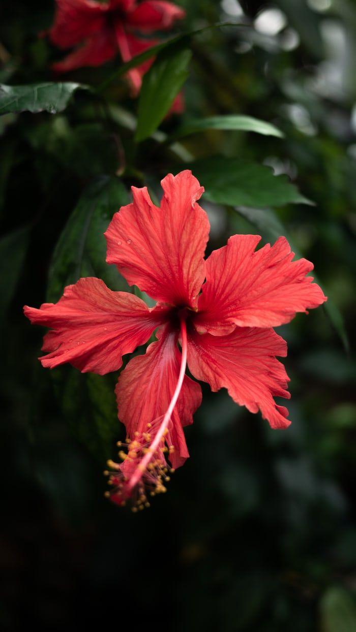 700x1244 Photo by Luiza Braun. Wallpaper nature flowers, Flower picture, Flowers photography