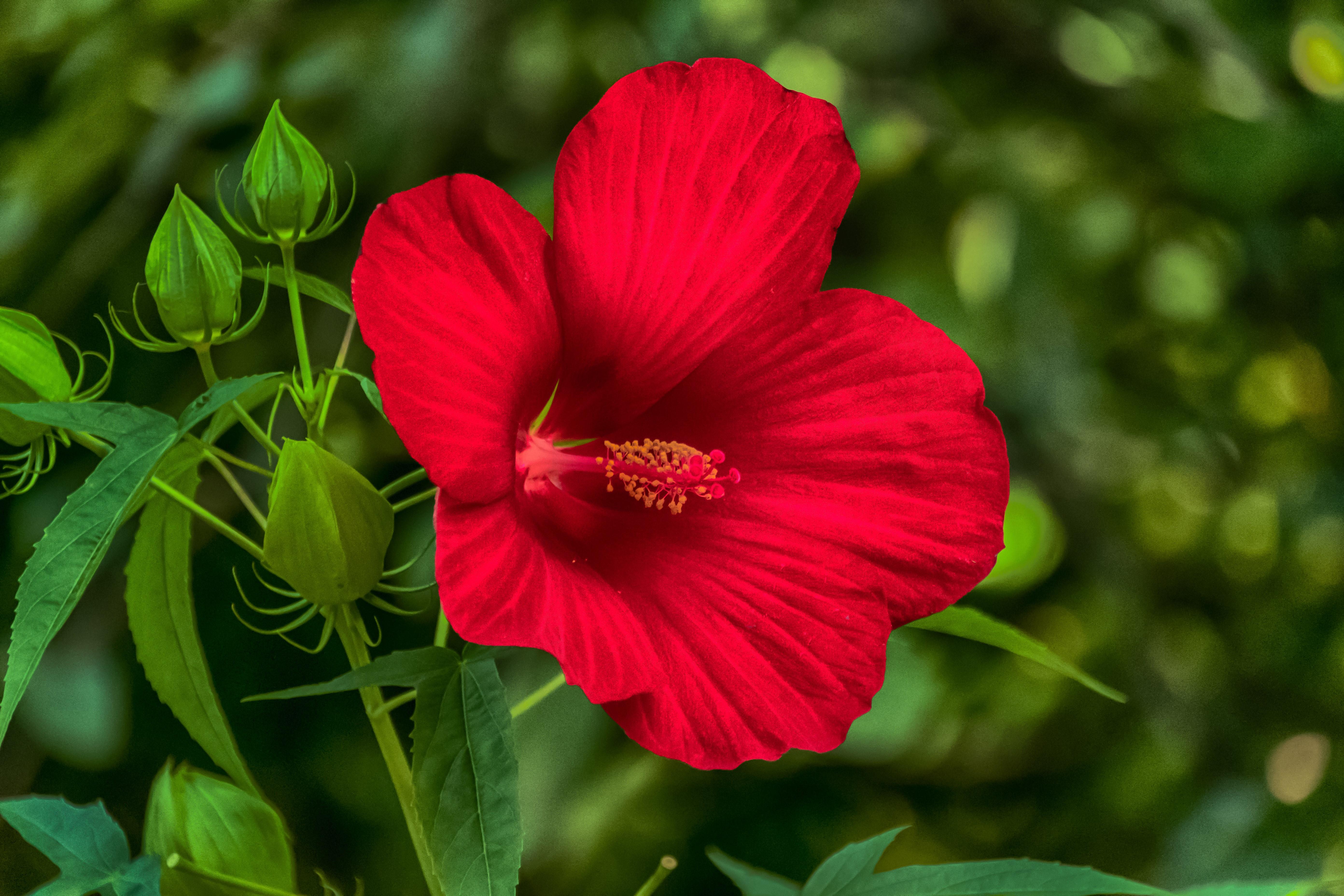 5568x3712 Red Hibiscus
