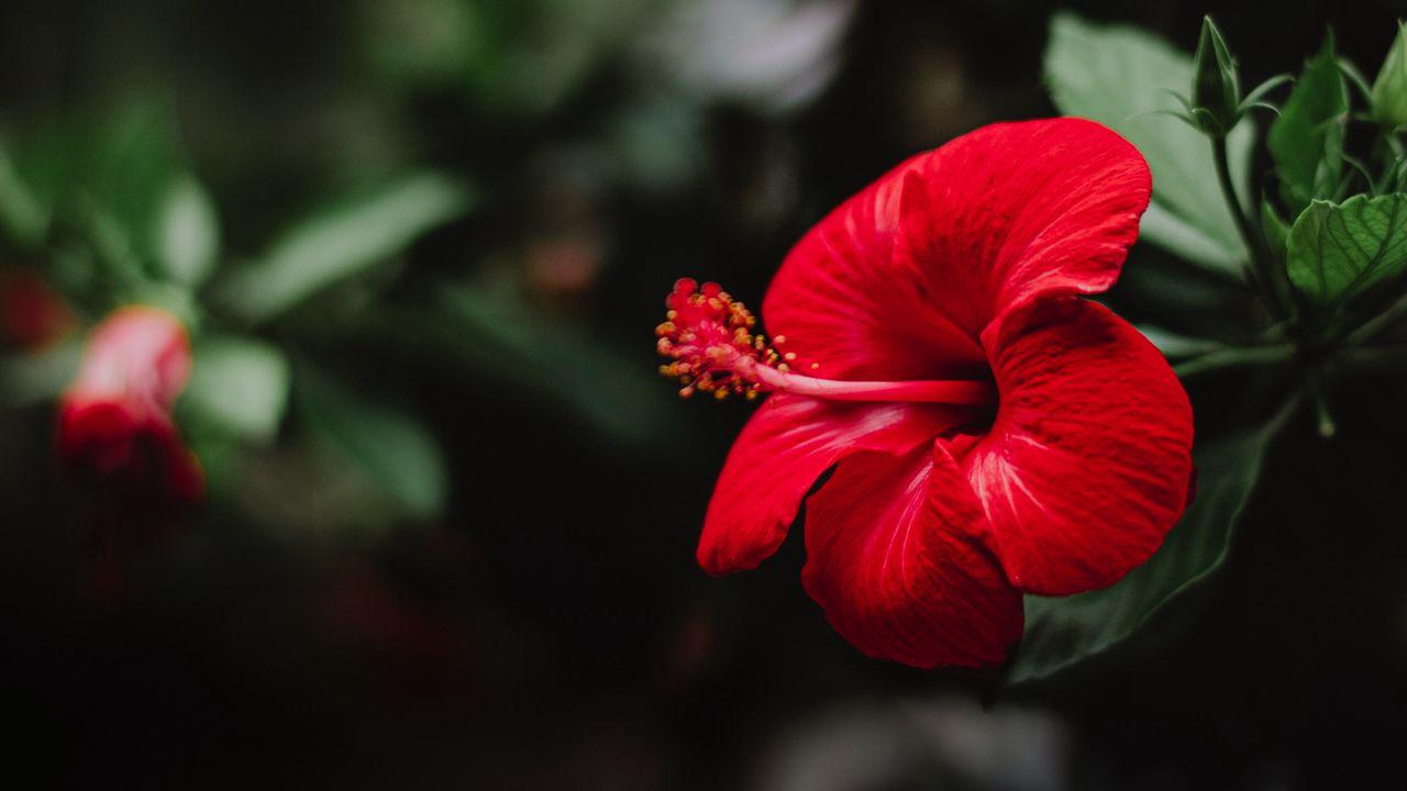 1280x720 Wallpaper hibiscus, flower, red, macro hd, picture, image